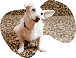 Informace o psím hospicu