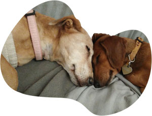 Jak pomoci psímu hospicu